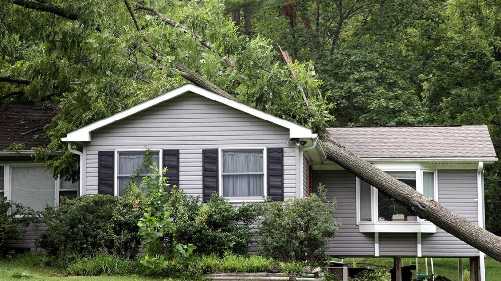 The roots of the trees can damage the houses: What does your home insurance cover?